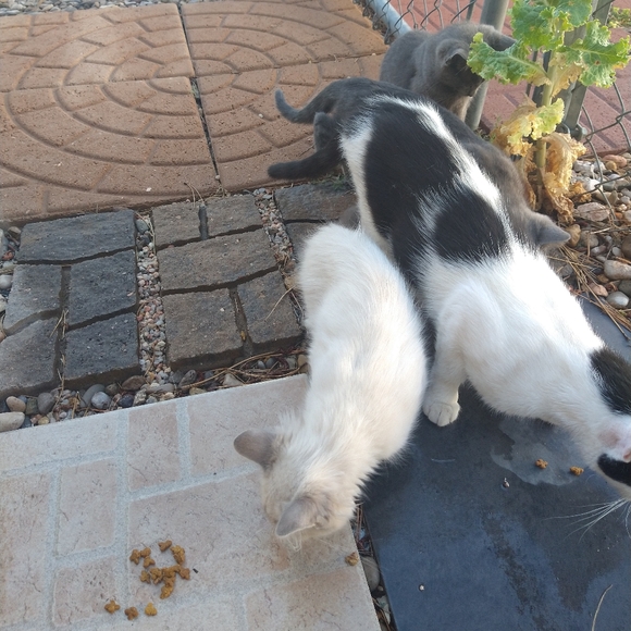 Meet your Posher, Julie - Picture 5 of 12